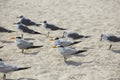 Royal Caspian terns sea birds in Miami Florida