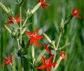 Royal catchfly Silene regia with bright red flowers in selective focus against a blurred green background Royalty Free Stock Photo