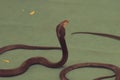 King Cobra snake in the nursery