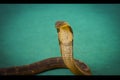 King Cobra snake in the nursery
