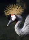 Royal Crane Royalty Free Stock Photo