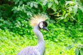 Royal crane Royalty Free Stock Photo
