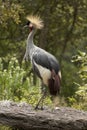 Royal crane balearica regulorum Royalty Free Stock Photo