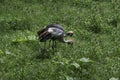 Royal crane on a grass byckground picking food Royalty Free Stock Photo