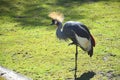 royal crane on the green lawn Royalty Free Stock Photo