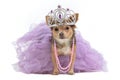 Royal dog with crown Royalty Free Stock Photo