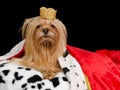 Royal dog with crown and gown Royalty Free Stock Photo