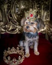 Royal dog portrait with jeweled crown and gold throne