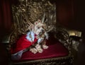 Royal dog portrait. Small dog in regal clothing siting on a gold throne