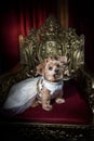 Royal dog portrait. Small dog in regal clothing siting on a gold throne