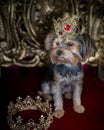 Royal dog portrait. Tiny dog siting on a gold throne. wearing a crown