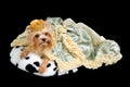 Royal dog wearing crown and luxurious dress Royalty Free Stock Photo