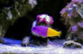 The royal dottyback - (Pictichromis paccagnellorum) Royalty Free Stock Photo