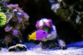 The royal dottyback - (Pictichromis paccagnellorum) Royalty Free Stock Photo