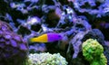 The royal dottyback - (Pictichromis paccagnellorum) Royalty Free Stock Photo