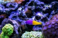 The royal dottyback - (Pictichromis paccagnellorum) Royalty Free Stock Photo