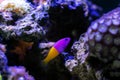 The royal dottyback - (Pictichromis paccagnellorum) Royalty Free Stock Photo