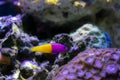 The royal dottyback - (Pictichromis paccagnellorum) Royalty Free Stock Photo