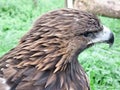 Royal eagle. Royalty Free Stock Photo
