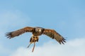 Royal eagle flying in a exhibition