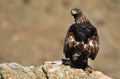 Royal eagle perches on the rock next to a dam Royalty Free Stock Photo