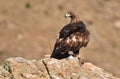 Royal eagle perches on the rock next to a dam Royalty Free Stock Photo