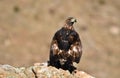 Royal eagle perches on the rock next to a dam Royalty Free Stock Photo