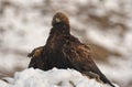 A royal eagle protects its territory with a prey between claws Royalty Free Stock Photo