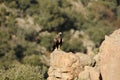 A royal eagle in the sierra abulense Royalty Free Stock Photo