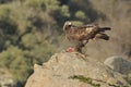 Royal eagle in the sierra of ÃÂvila Royalty Free Stock Photo