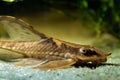 Royal Farlowella Catfish, peaceful and useful cute freshwater algae eater species, macro portrait on white sand bottom