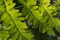 Royal Fern