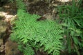 Royal fern Royalty Free Stock Photo