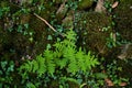 Royal fern green fronds Royalty Free Stock Photo