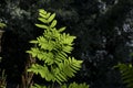 Royal fern green fronds Royalty Free Stock Photo