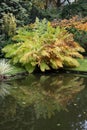 Royal fern Osmunda regalis, autumn coloured fronds reflected in water Royalty Free Stock Photo