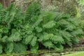 Royal fern Osmunda regalis, foliage on the waterfront