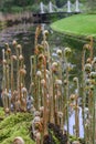 Royal fern Osmunda regalis, unfolding fronds in a park