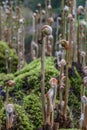 Royal fern Osmunda regalis, unfolding fronds in spring