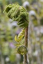 Royal fern Osmunda regalis, unfolding leaf in close-up