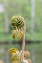 Royal fern Osmunda regalis, unfolding leaf, close-up Royalty Free Stock Photo