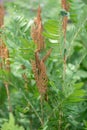 Royal fern Osmunda regalis, fronds with spores in close-up