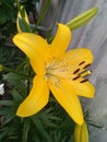 Royal flower-Lily