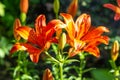 Royal flower - tiger lily scientific name Lilium lancifolium. Beautiful bright lilies bloom on a natural background.