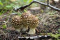 Closeup of royal fly agaric, Amanita regalis Royalty Free Stock Photo