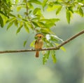 Royal Flycatcher Royalty Free Stock Photo