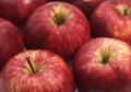 Royal Gala Apple, malus domestica Royalty Free Stock Photo