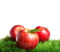 Royal Gala Apples Royalty Free Stock Photo