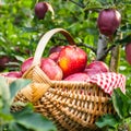 Royal Gala apples Royalty Free Stock Photo