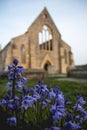 The royal garrison church in old portsmouth with bluebells in the foreground